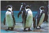 Penquins