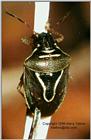 Pentatomid 1 - ktatlow@xta.com.jpg