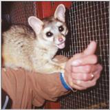 Re: ringtail cat pictures