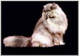catd