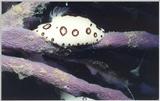 Another great shot of a nudibranch from the Phillipines