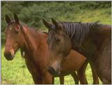 farm animals flood-horses