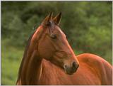 farm animals flood-horse2