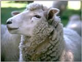 farm animals flood-sheep