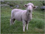 farm animals flood - sheep2