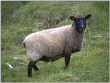 farm animals flood - sheep2