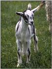 farm animals flood-goat3