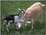 farm animals flood - goat2