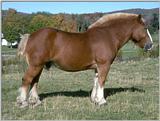 farm animals flood-horse3