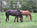 farm animals flood-horses4