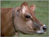farm animals flood -cow2
