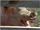 farm animals flood - pig
