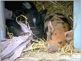 sleeping pigs
