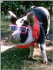 cool pig