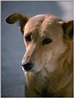 dog1