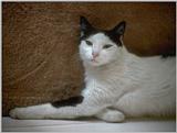 cat2