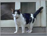 cat3