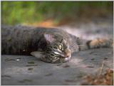 cat4