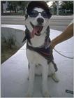 cool dog