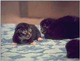 tiny baby kittens
