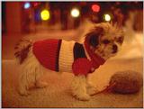 Xmas dog