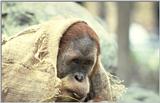 Orangutan