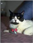 cat7