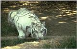 White tiger