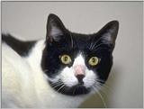 cat8