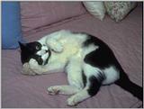 cat playing