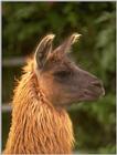 llama