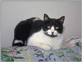cat9