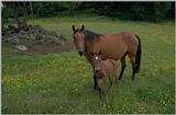 horse with colt