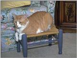 cat11