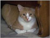 cat12