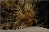 cat13