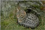 kitten2a