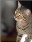 cat 14