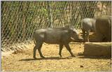warthog?