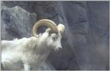 bighorn sheep