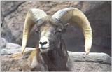 bighorn sheep