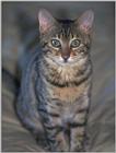 calico cat