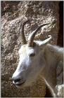 a goat, I think