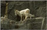 a goat family