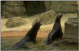 seals