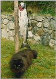 My other cat Nicky (RB 1994)