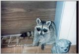 raccoon2