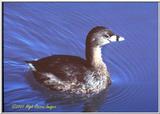 repost: Pied-billed Grebe (Podilymbus podiceps) - Grebe1.jpg