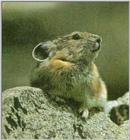 Northern Pika (J01) Ochotona hyperborea