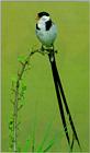 pin-tailed whydah (J00)